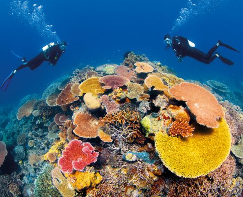 Grande Barrière de Corail - Ribbon Reefs; Coral Sea