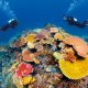 Grande Barrière de Corail - Ribbon Reefs; Coral Sea