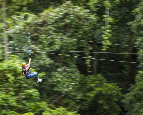 jungle-surfing-canopy-tour-reves-australie