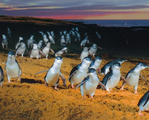 penguins-phillip-island-2-reves-australie