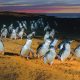 penguins-phillip-island-2-reves-australie