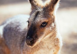 blue-mountains-naturally-reves-australie