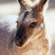 blue-mountains-naturally-reves-australie