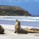 cccf-kangaroo-island-reves-australie