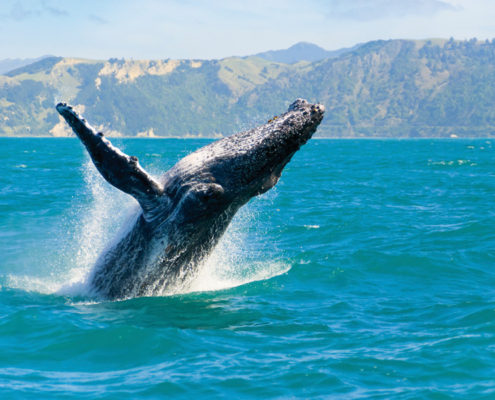 croisiere-dobservation-des-baleines-a-sydney