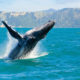 croisiere-dobservation-des-baleines-a-sydney