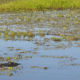 croisiere-sur-yellow-water2