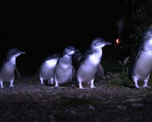 Pingouin-tour-bicheno