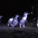 Pingouin-tour-bicheno